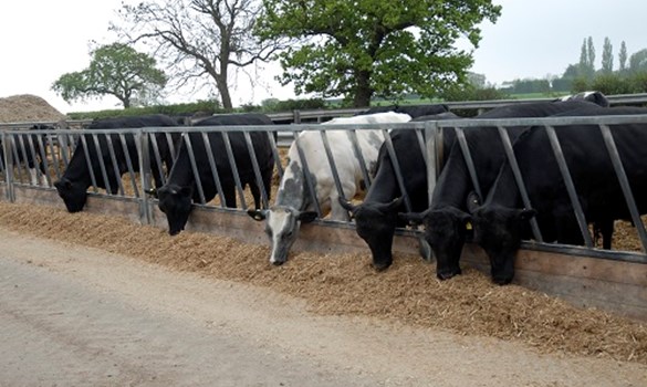 cows eating hay in a pen